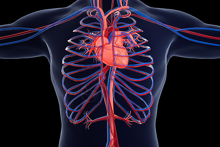 人体心血管场景图片
