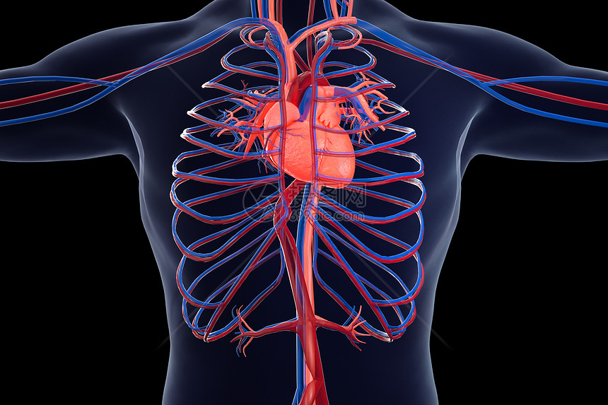 人体心血管场景图片