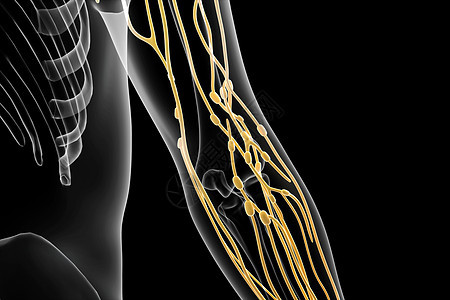手臂淋巴分布图片