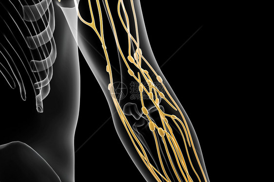 手臂淋巴分布图片