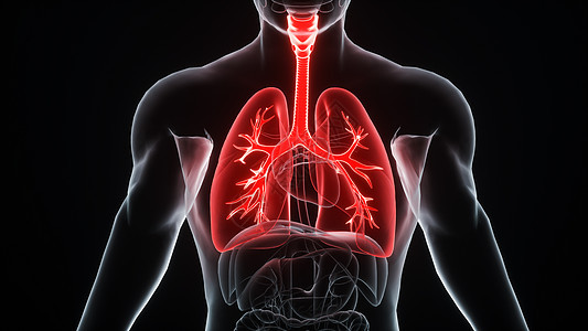 3D肺部场景图片