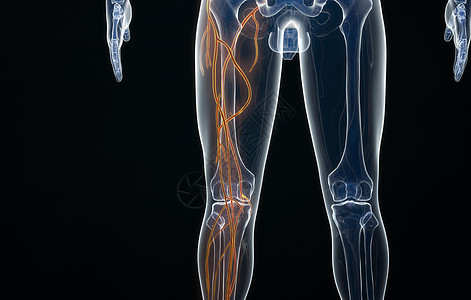 人体腿部动脉结构背景图片