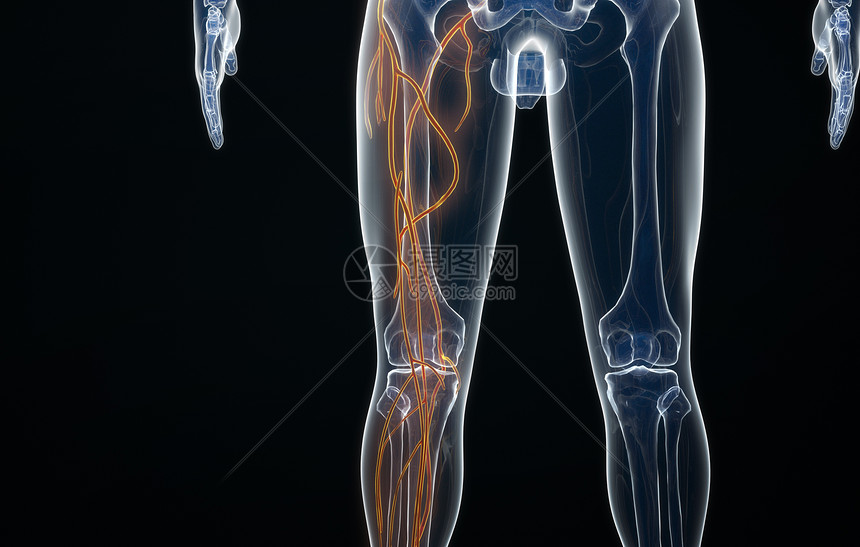 人体腿部动脉结构图片