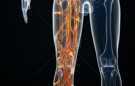 腿部血管分布图片