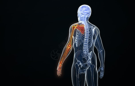 手臂骨架后视图图片