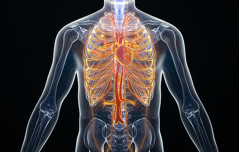 人体心血管背景图片