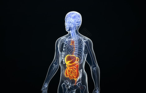 人体消化系统结构图片