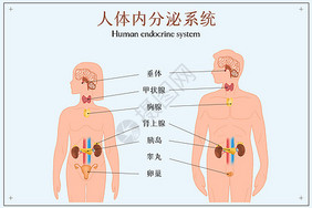 人体内分泌系统示意图肾上腺高清图片素材