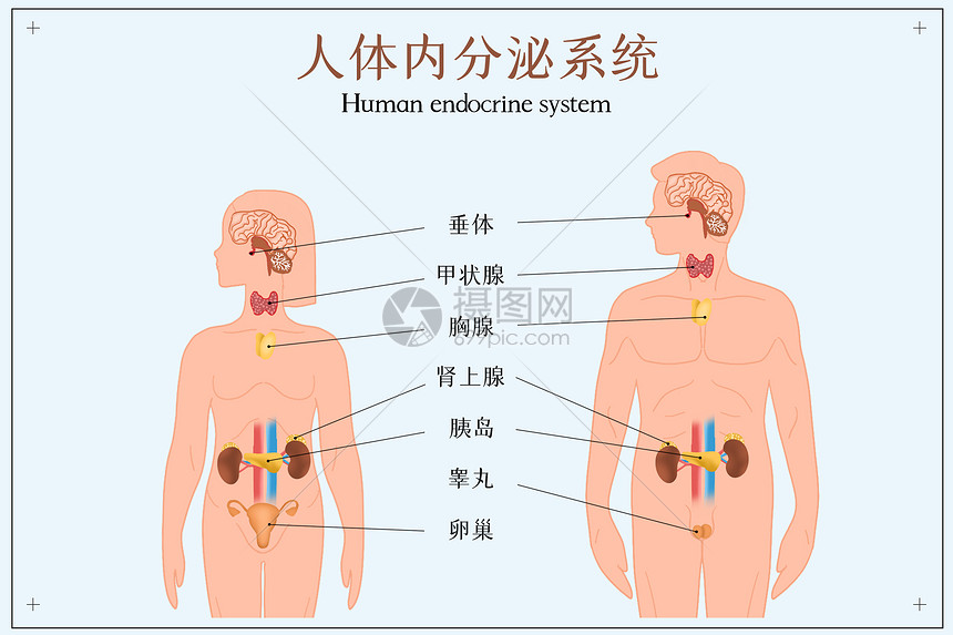 人体内分泌系统示意图