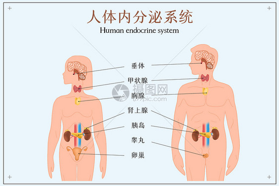 人体内分泌系统示意图图片