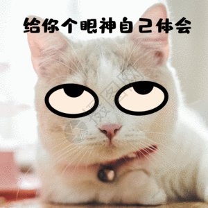 翻白眼无语冷漠猫咪宠物gif图片素材