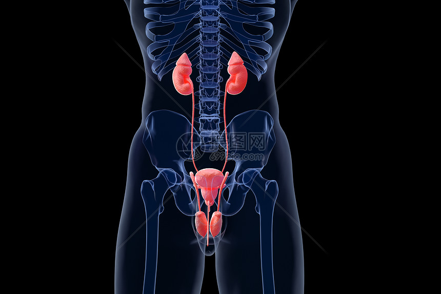 男性泌尿器官图片