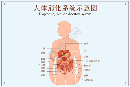 人体消化系统示意图图片