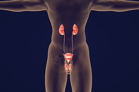 男性人体男性泌尿器官设计图片