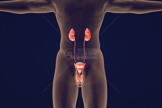 男性泌尿器官图片