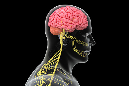 C4D大脑模型背景图片