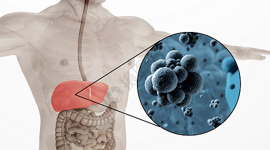 肝脏食物人体乙肝场景设计图片