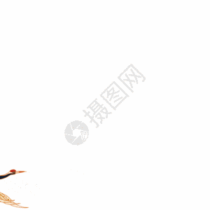 飞翔的仙鹤GIF图片