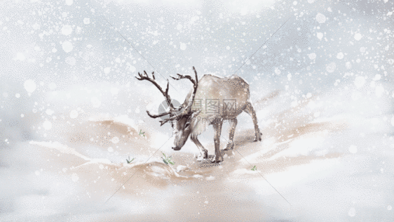 雪地麋鹿GIF图片