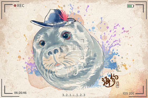 海豹水彩明信片插画图片