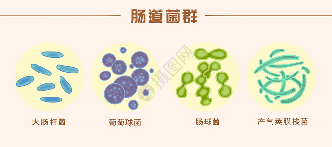 肠道益生菌肠球菌梭鲈高清图片