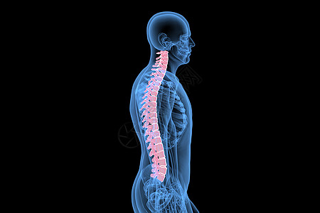 人体侧面骨骼结构C4D脊柱场景设计图片