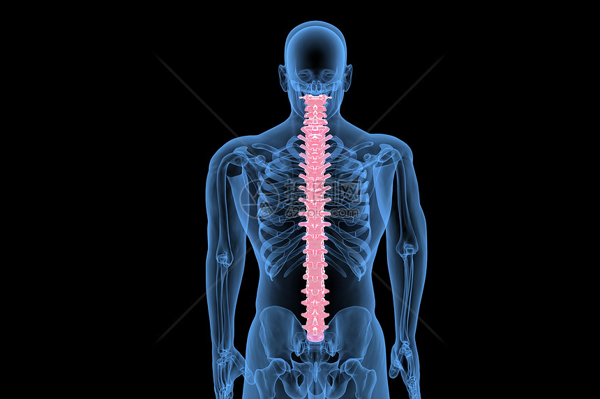 C4D骨科脊柱图片