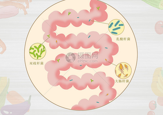 肠道益生菌医疗健康插画图片