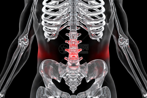 人体腰椎骨图片