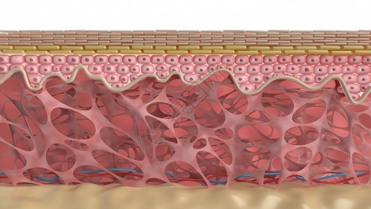 皮下组织微观皮肤模型设计图片