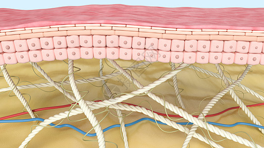 微观皮肤模型高清图片