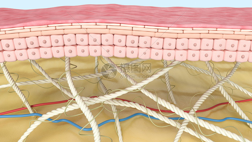 微观皮肤模型图片