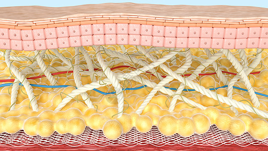 皮下组织微观皮肤模型设计图片