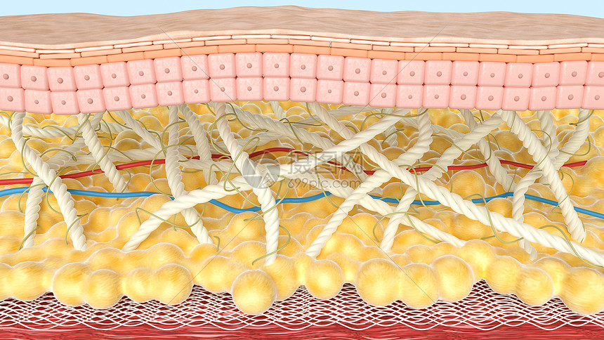 微观皮肤模型图片