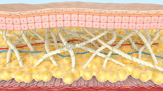 微观皮肤模型图片