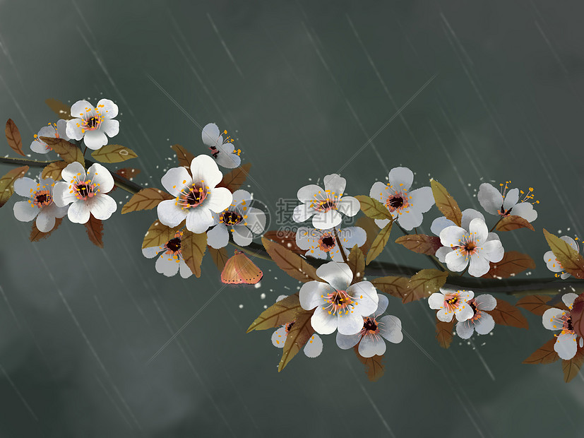 雨中的樱花图片