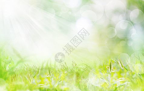 春天植物背景图片