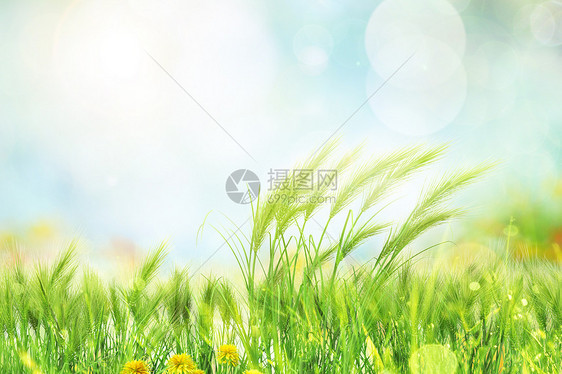 植物草地背景图片