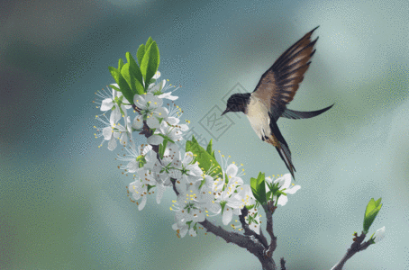 栖息春天花卉小鸟GIF高清图片