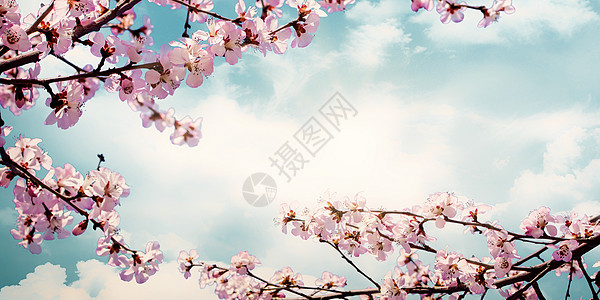 桃花盛开春天桃花设计图片