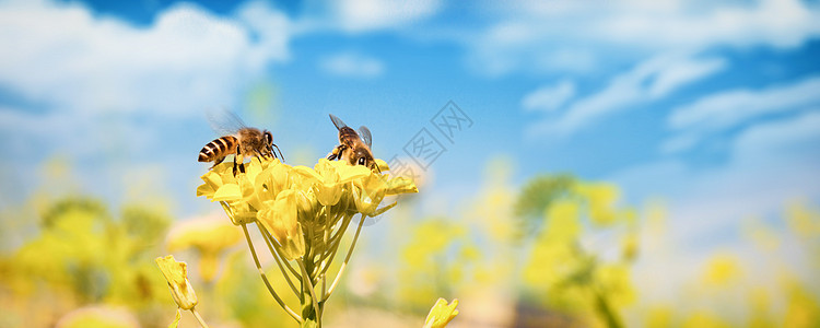 采蜜春天油菜花设计图片