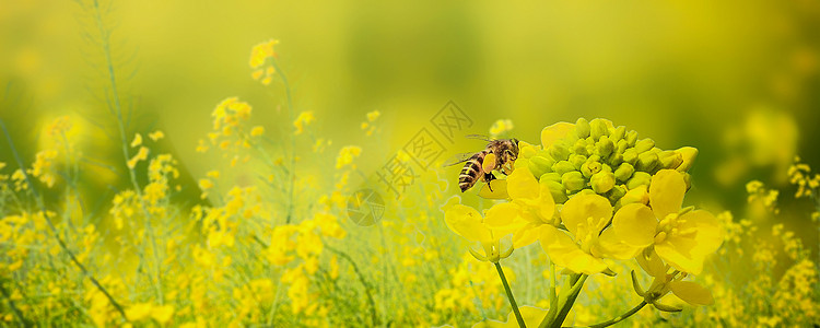 蜂蜜采蜜春天油菜花设计图片