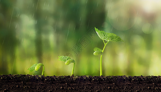 植物萌芽雨水灌溉高清图片