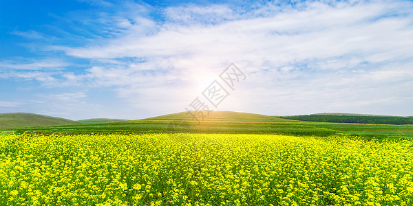 油菜花背景图片