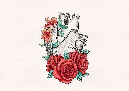 心脏和花卉器官插画背景图片