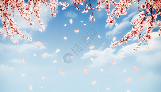春季樱花图片
