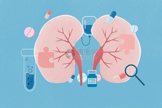 身体器官肾脏扁平风医疗插画图片