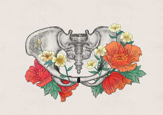 盆骨和花卉器官插画图片