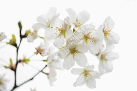 日本樱花林初开的白色樱花gif动图高清图片