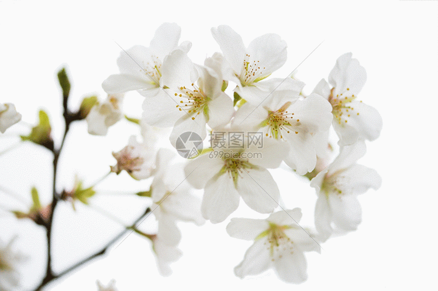 初开的白色樱花gif动图图片